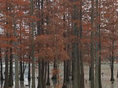 -白鹭湾湿地公园