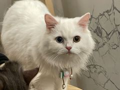 -楼上猫咖(罗湖店)