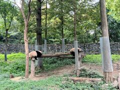 -都江堰中华大熊猫苑