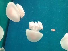 -福州罗源湾海洋世界旅游区