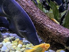 -上海海洋水族馆