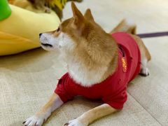 -逗柴咖啡屋·狗咖猫咖宠物桌游