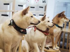 -柴迷FANS CLUB·柴犬狗咖·猫咖