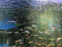 -华夏文旅海洋公园