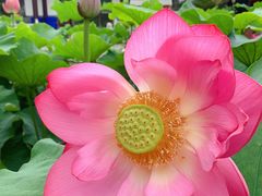 -龚家花园农家乐休闲别墅