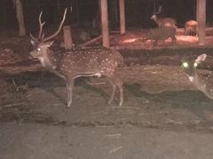 -清迈夜间动物园