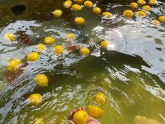 -国御温泉度假小镇