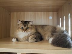 -猫域·湾主题猫咖·宠物吧(南坪城市广场店)