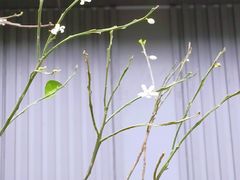 -昆山招商花园城