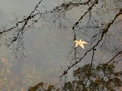 -秋霞圃
