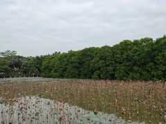 -大湾区中央湿地公园