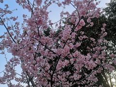 -西湖外事游船(花港观鱼码头)