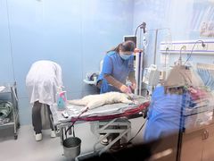 -菲丽丝宠物医院·24小时·猫科中心·免疫点(淮海分院)