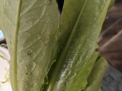 -百草滩羊清水涮羊肉·清真·宁夏盐池滩羊(莲花桥店)