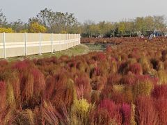 -天津东丽湖风景区