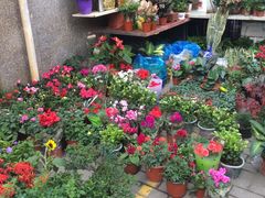 -本溪路花鸟市场(江浦路1709弄小区店)