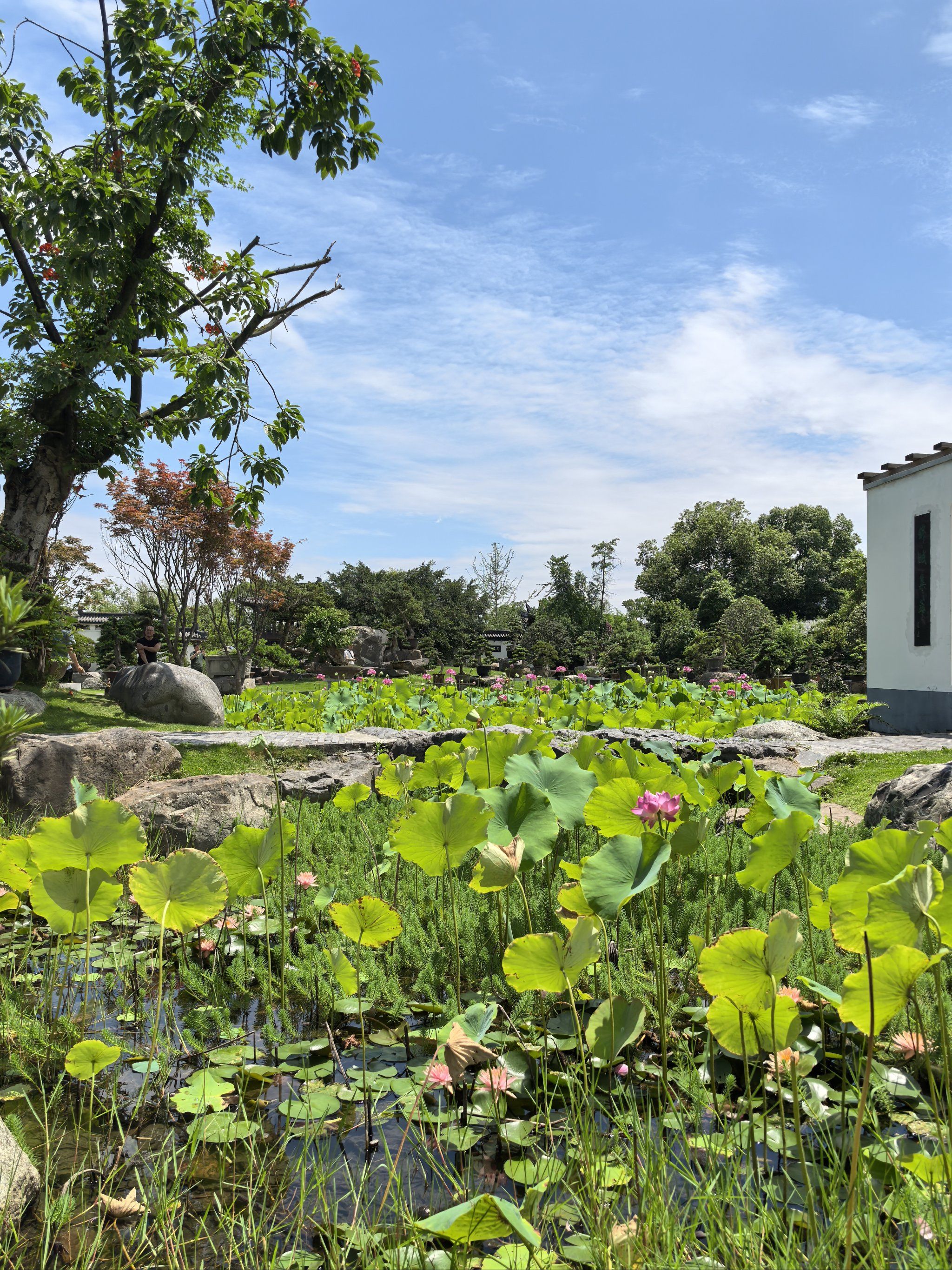 这里的荷花已经开好了,人少好逛,夏日避暑