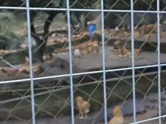 -满記土窑烧鷄波浪山莊