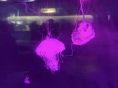 -苏州海洋馆