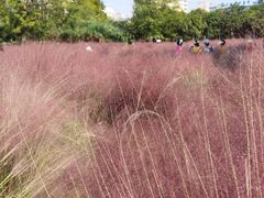 -艾溪湖湿地公园