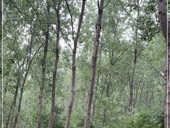 -合肥滨湖国家森林公园