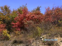 -鲁山国家森林公园