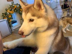 -Husky Go! 哈士奇体验馆·宠物咖啡厅狗咖