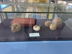 -上海海洋大学鱼文化博物馆(军工路校区)