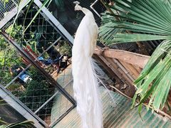 -呀路古热带植物园