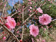 -杭州植物园