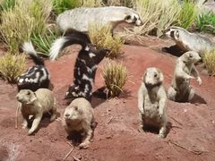 -陕西自然博物馆