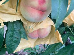 -南汇老顾农家乐采摘大团水蜜桃采摘店