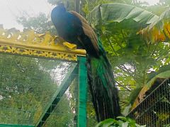 -瑞丽独树成林风景区