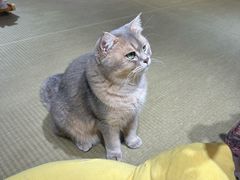 -逗柴咖啡屋·狗咖猫咖宠物桌游