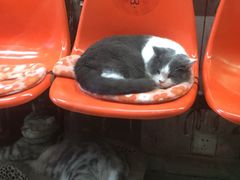 -猫咪博物馆(顶澳仔猫街店)