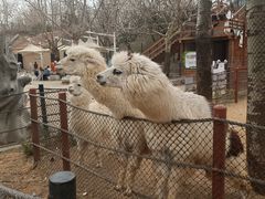 -大连森林动物园