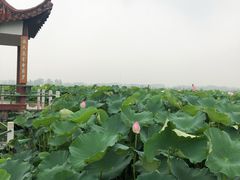 -荷花荡