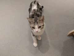 -飞行喵MR PILOT|猫舍·猫咖(静安大融城店)
