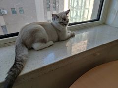 -鼓捣猫呢主题猫咖店