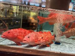 -阿伟海鲜楼·福建菜(延寿店)