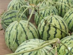 -南汇新场正宗水蜜桃采摘