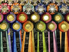 -青奢宠物·青奢猫舍