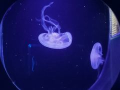 -大连圣亚海洋世界