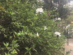 -香港大学