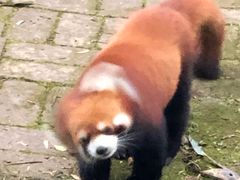 -成都大熊猫繁育研究基地