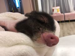-浣熊柯尔鸭土拨鼠·电玩咖