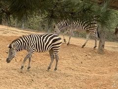 -石家庄市动物园