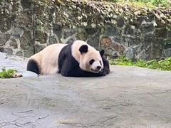 -都江堰中华大熊猫苑
