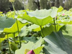 -莲花池公园