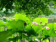 -陈家山荷花公园